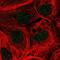 Acyl-CoA Dehydrogenase Family Member 11 antibody, NBP2-14255, Novus Biologicals, Immunofluorescence image 