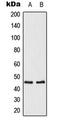 Mor1 antibody, LS-C354046, Lifespan Biosciences, Western Blot image 