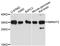 Nicotinamide Nucleotide Adenylyltransferase 2 antibody, LS-C748858, Lifespan Biosciences, Western Blot image 