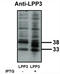 Phospholipid Phosphatase 3 antibody, MBS395882, MyBioSource, Western Blot image 