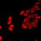 Fizzy And Cell Division Cycle 20 Related 1 antibody, LS-C668761, Lifespan Biosciences, Immunofluorescence image 