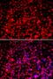 CD15 antibody, orb315549, Biorbyt, Immunofluorescence image 