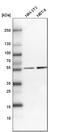 UDP-Glucose 6-Dehydrogenase antibody, HPA036656, Atlas Antibodies, Western Blot image 
