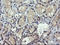 SEC14 And Spectrin Domain Containing 1 antibody, LS-C174389, Lifespan Biosciences, Immunohistochemistry paraffin image 