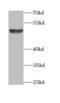 Bone morphogenetic protein 15 antibody, FNab00916, FineTest, Western Blot image 