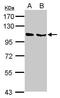 Neural EGFL Like 1 antibody, PA5-27958, Invitrogen Antibodies, Western Blot image 
