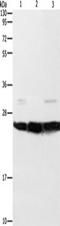 Oprs1 antibody, TA349569, Origene, Western Blot image 