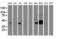 Branched Chain Amino Acid Transaminase 1 antibody, LS-B11204, Lifespan Biosciences, Western Blot image 