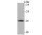Fission, Mitochondrial 1 antibody, NBP2-75691, Novus Biologicals, Western Blot image 