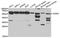 Non-POU Domain Containing Octamer Binding antibody, TA327576, Origene, Western Blot image 