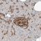 Frp antibody, HPA035251, Atlas Antibodies, Immunohistochemistry frozen image 