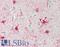 10-FTHFDH antibody, LS-B12234, Lifespan Biosciences, Immunohistochemistry paraffin image 