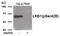 Serine/Threonine Kinase 11 antibody, 80-029, ProSci, Western Blot image 