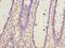 Growth Hormone Inducible Transmembrane Protein antibody, LS-C379567, Lifespan Biosciences, Immunohistochemistry frozen image 