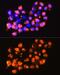 Erythrocyte Membrane Protein Band 4.1 Like 2 antibody, GTX64708, GeneTex, Immunocytochemistry image 