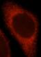 TNF Receptor Superfamily Member 1B antibody, FNab08824, FineTest, Immunofluorescence image 