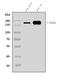CD11C antibody, A00357-2, Boster Biological Technology, Western Blot image 