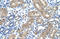 Transmembrane Protein 8B antibody, orb324971, Biorbyt, Immunohistochemistry paraffin image 