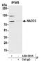 NACC Family Member 2 antibody, A304-991A, Bethyl Labs, Immunoprecipitation image 