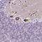 Proline/serine-rich coiled-coil protein 1 antibody, HPA049315, Atlas Antibodies, Immunohistochemistry frozen image 