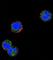 Killer Cell Lectin Like Receptor C1 antibody, abx026893, Abbexa, Western Blot image 