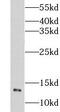 Protein Churchill antibody, FNab01702, FineTest, Western Blot image 