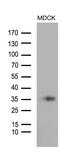 Stanniocalcin 1 antibody, MA5-27246, Invitrogen Antibodies, Western Blot image 