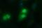 SIVA1 Apoptosis Inducing Factor antibody, MA5-26279, Invitrogen Antibodies, Immunocytochemistry image 