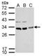 BCL10 Immune Signaling Adaptor antibody, PA5-34800, Invitrogen Antibodies, Western Blot image 
