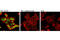 RB Transcriptional Corepressor 1 antibody, 4277S, Cell Signaling Technology, Immunofluorescence image 