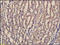 Laminin Subunit Alpha 1 antibody, 251317, Abbiotec, Immunohistochemistry paraffin image 
