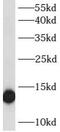 ATPase H+ Transporting V1 Subunit G2 antibody, FNab00726, FineTest, Western Blot image 