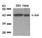 Jun Proto-Oncogene, AP-1 Transcription Factor Subunit antibody, 79-270, ProSci, Western Blot image 