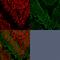 CD326 / EpCAM antibody, AE00150, Aeonian Biotech, Immunocytochemistry image 