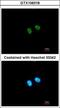 PR/SET Domain 8 antibody, GTX106318, GeneTex, Immunofluorescence image 