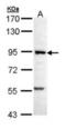 G2an antibody, orb73775, Biorbyt, Western Blot image 