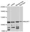 NACHT, LRR and PYD domains-containing protein 7 antibody, STJ113232, St John