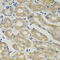 Solute Carrier Family 30 Member 1 antibody, 23-997, ProSci, Immunohistochemistry frozen image 