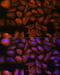 Spectrin alpha chain, brain antibody, 13-061, ProSci, Immunofluorescence image 