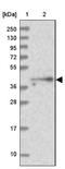 Integrin Alpha FG-GAP Repeat Containing 2 antibody, NBP2-38424, Novus Biologicals, Western Blot image 