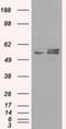 ATP Synthase F1 Subunit Beta antibody, NBP2-02249, Novus Biologicals, Western Blot image 