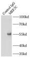 Myocyte Enhancer Factor 2C antibody, FNab05102, FineTest, Immunoprecipitation image 