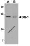 BCL2 Related Protein A1 antibody, 3873, ProSci Inc, Western Blot image 