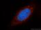 Activating Transcription Factor 6 Beta antibody, 15794-1-AP, Proteintech Group, Immunofluorescence image 