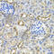 Death Effector Domain Containing antibody, A5806, ABclonal Technology, Immunohistochemistry paraffin image 