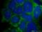 BAX antibody, 50599-2-Ig, Proteintech Group, Immunofluorescence image 