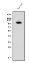 Phosphodiesterase 10A antibody, A02605-2, Boster Biological Technology, Western Blot image 