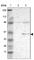 Ribosomal Protein L3 antibody, HPA003365, Atlas Antibodies, Western Blot image 