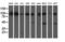 ERCC Excision Repair 4, Endonuclease Catalytic Subunit antibody, M01993-1, Boster Biological Technology, Western Blot image 