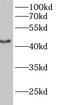 Beta-1,3-Galactosyltransferase 2 antibody, FNab00764, FineTest, Western Blot image 